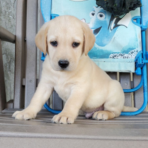 Labrador Retriever Puppy Finn