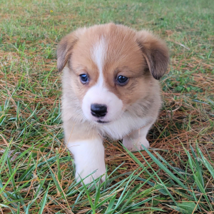 Pembroke Welsh Corgi Puppy Whistler