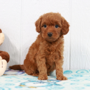 Goldendoodle Puppy Blake