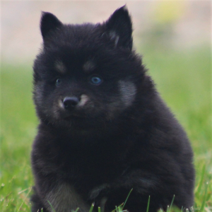 Pomsky Puppy Belle