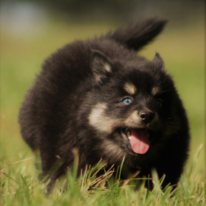 Pomsky Puppy Belle