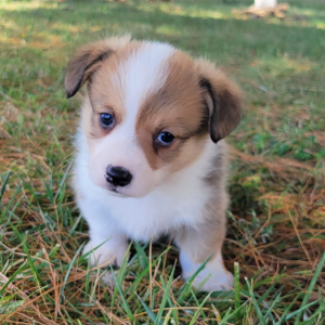 Pembroke Welsh Corgi Puppy Rolo
