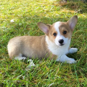 Pembroke Welsh Corgi Puppy Rolo
