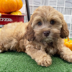 Cockapoo Puppy Atlas