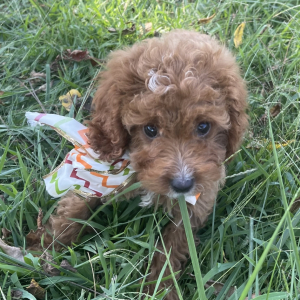 Cavapoo Puppy Almond