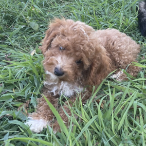 Cavapoo Puppy CINNAMON
