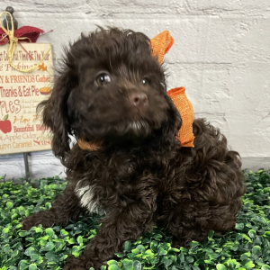 Cockapoo Puppy Cocoa