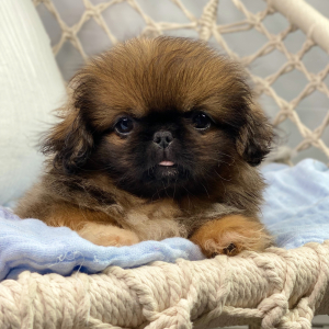 Pekingese Puppy Dylan