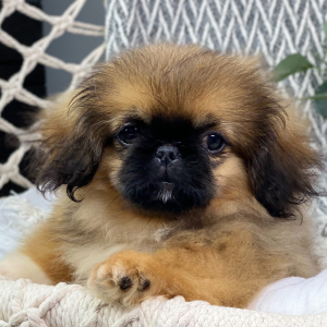 Pekingese Puppy Dylan