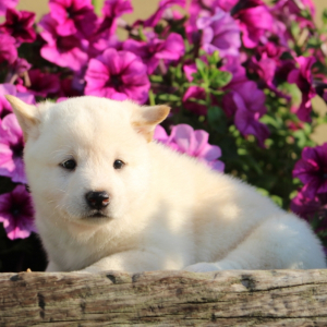 Shiba Inu Puppy Storm