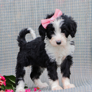 Bernedoodle Puppy Inez