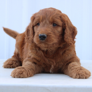 Goldendoodle Puppy Hooter
