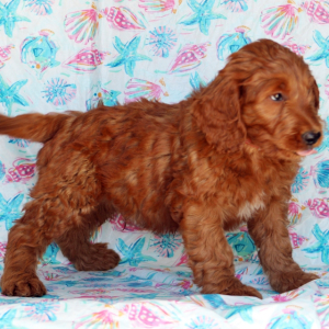 Goldendoodle Puppy Hooter