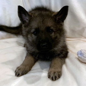 German Shepherd Dog Puppy Bindi