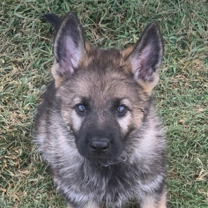 German Shepherd Dog Puppy Bindi