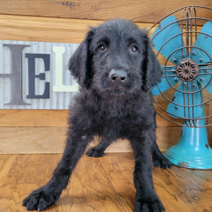 Labradoodle Puppy Zoe