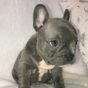 French Bulldog Puppy Lexi