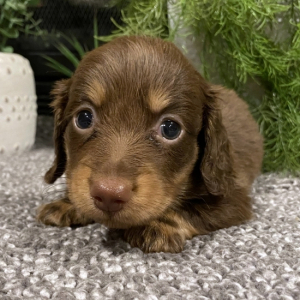 Dachshund Puppy Coco
