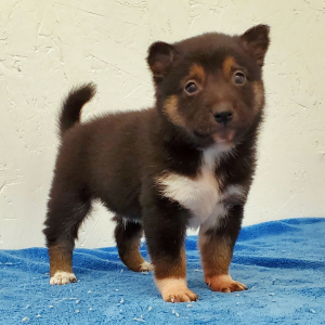 Shiba Inu Puppy Fido