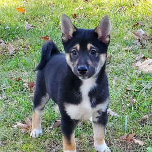 Shiba Inu Puppy Fido