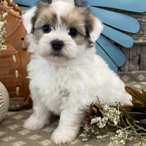 Havanese Puppy Vincent