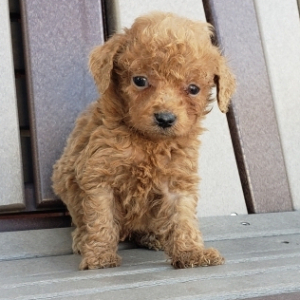 Poodle Puppy Opollo
