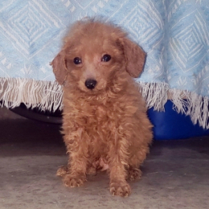 Poodle Puppy Opollo