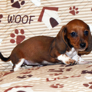 Dachshund Puppy Princess