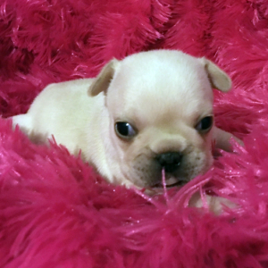 French Bulldog Puppy Paisley