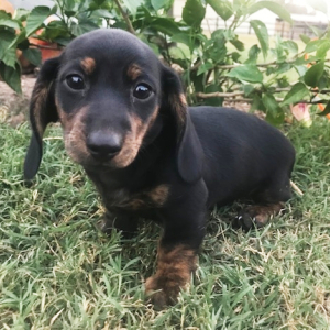 Dachshund Puppy Jett