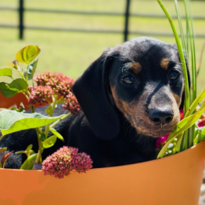 Dachshund Puppy Jett