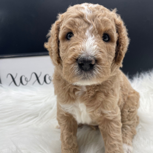 Goldendoodle Puppy Monroe