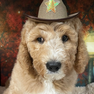 Goldendoodle Puppy Monroe