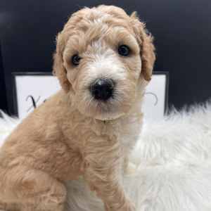 Goldendoodle Puppy Daryn