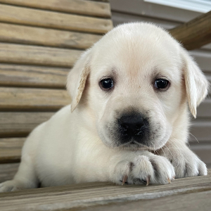 Labrador Retriever Puppy Gertie