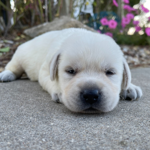 Labrador Retriever Puppy Holly