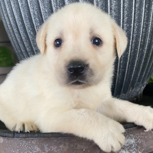 Labrador Retriever Puppy Holly