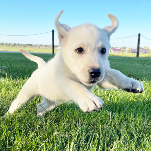 Labrador Retriever Puppy Holly