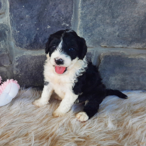Portuguese Water Dog Puppy Heidi
