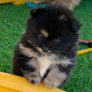 Pomeranian Puppy Apollo