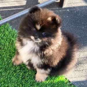 Pomeranian Puppy Apollo