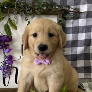 Golden Retriever Puppy Percy