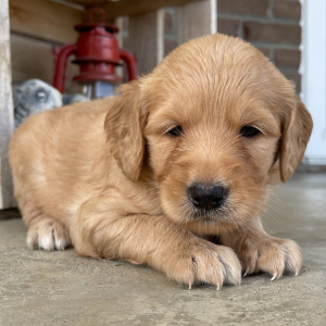 Goldendoodle Puppy Mabel
