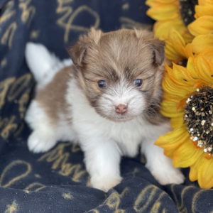 Havapom Puppy Penny