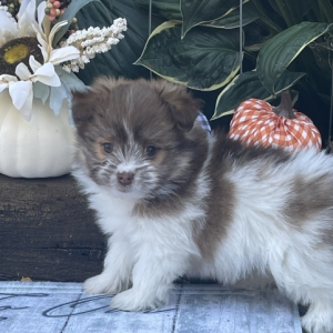 Havapom Puppy Penny