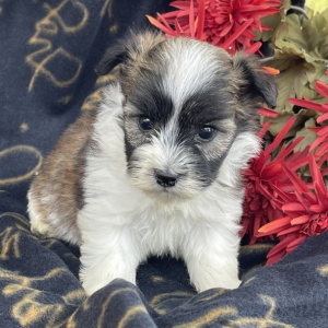 Havanese Puppy Marty