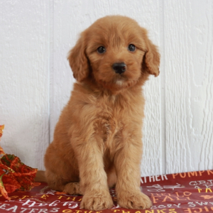 Goldendoodle Puppy Mylo