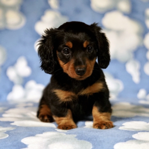 Dachshund Puppy Susie