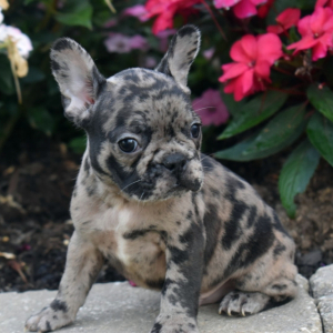 Frenchton Puppy Snoopy