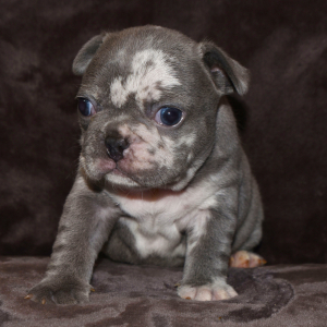 French Bulldog Puppy Rascal